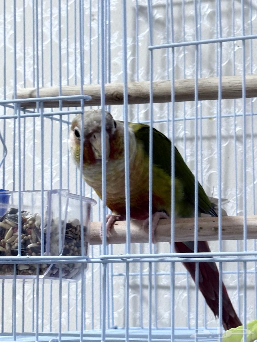 Cockatoo Pineapple Male Breeder with Certificate Non-Tame for Breeding Only63954238640385110