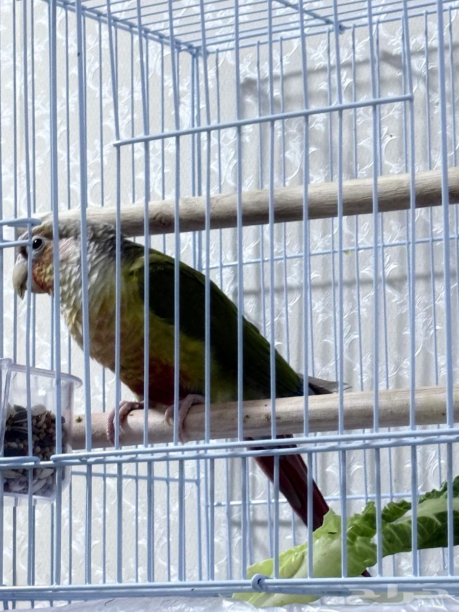 Cockatoo Pineapple Male Breeder with Certificate Non-Tame for Breeding Only63954238640385111