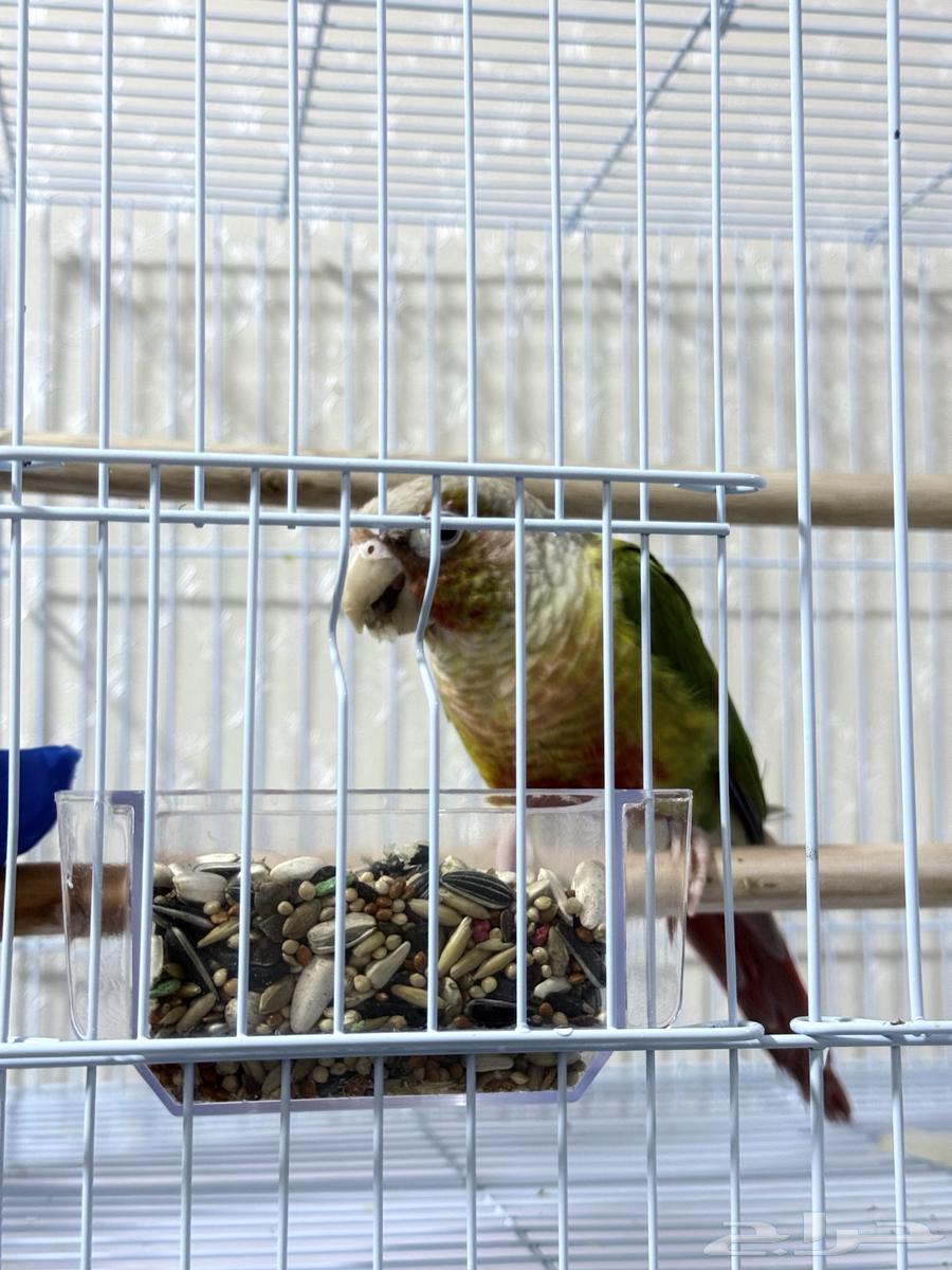 Cockatoo Pineapple Male Breeder with Certificate Non-Tame for Breeding Only63954238640385114