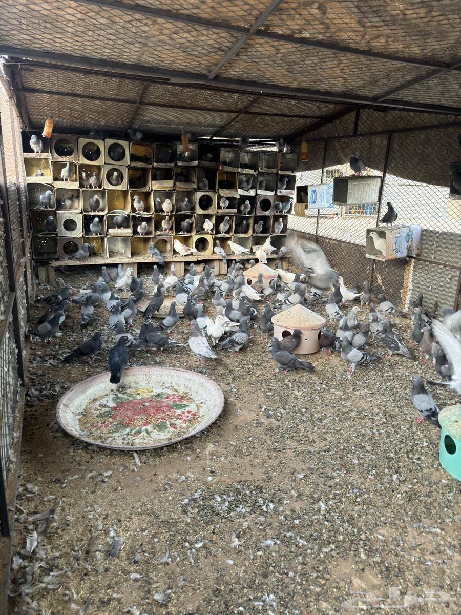French bath and sulfur bath63619066030465112