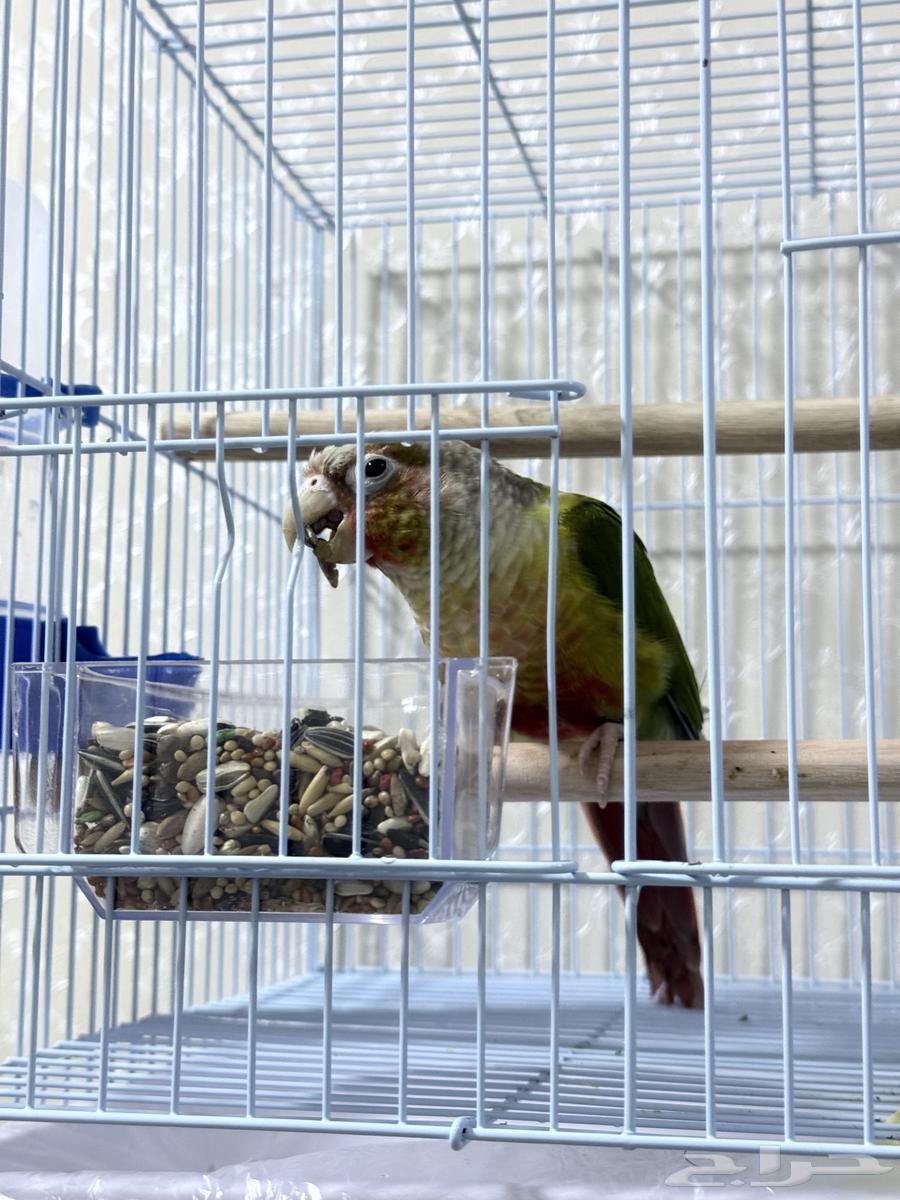 Cockatoo Pineapple Male Breeder with Certificate Non-Tame for Breeding Only63954238640385113