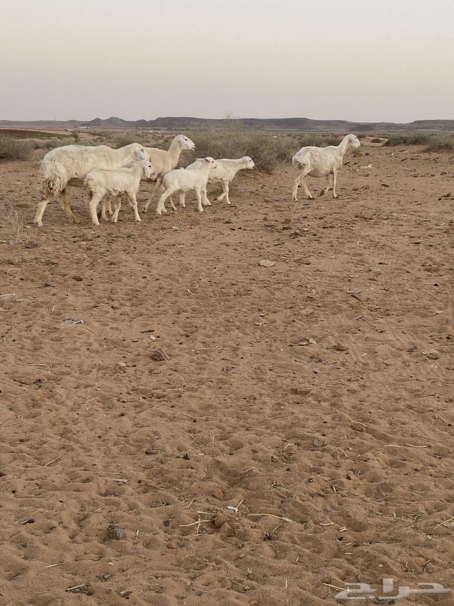 Sheep Raghayth whose offspring are large63736600451843113