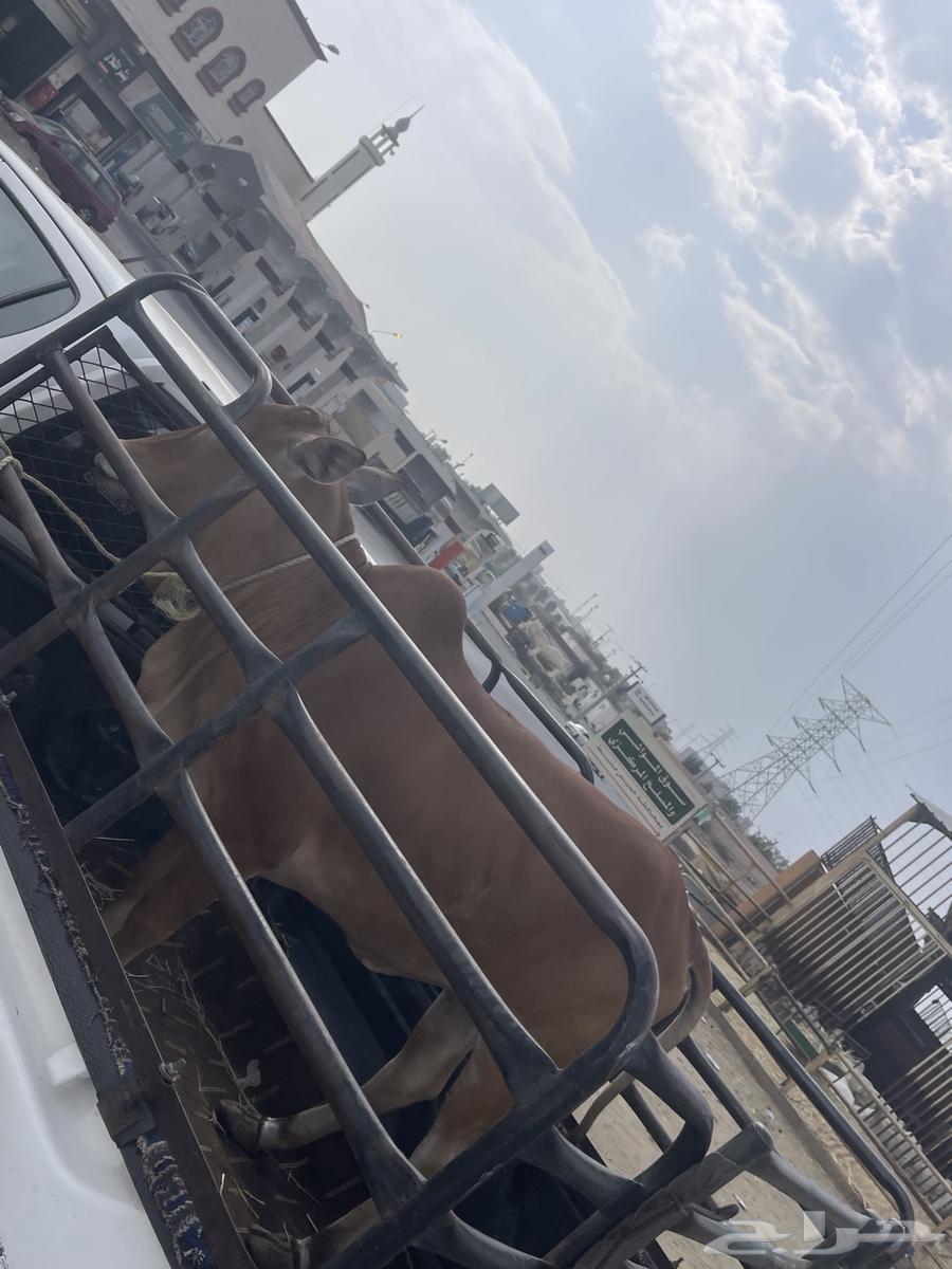 حسيله لبنيه64212916242435111