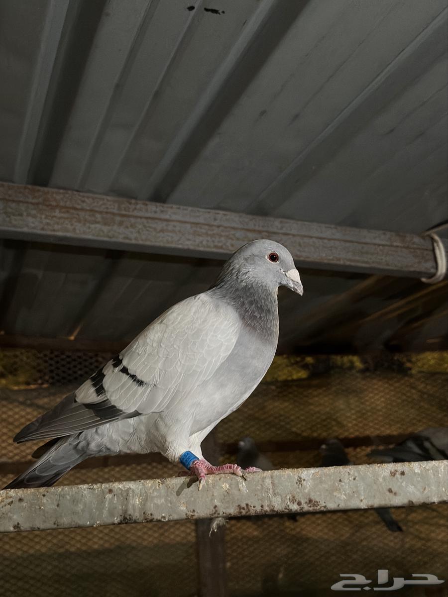 Pakistani Pigeons and Carrier Pigeons for Sale63946941918722114