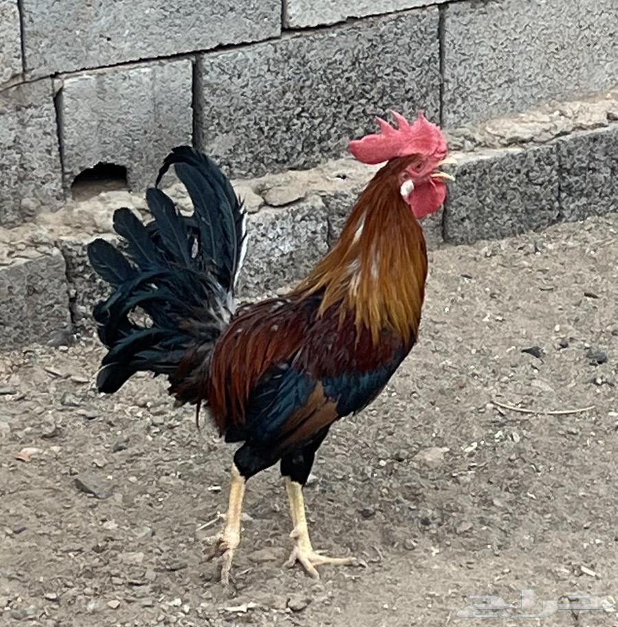 Rooster No. 4 Hen63618763469057111