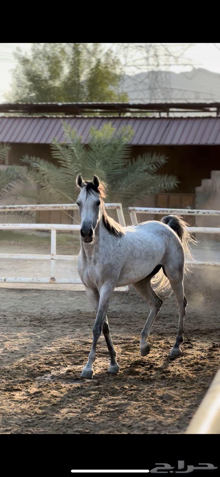 Popular mare Shaikha63951663162497110