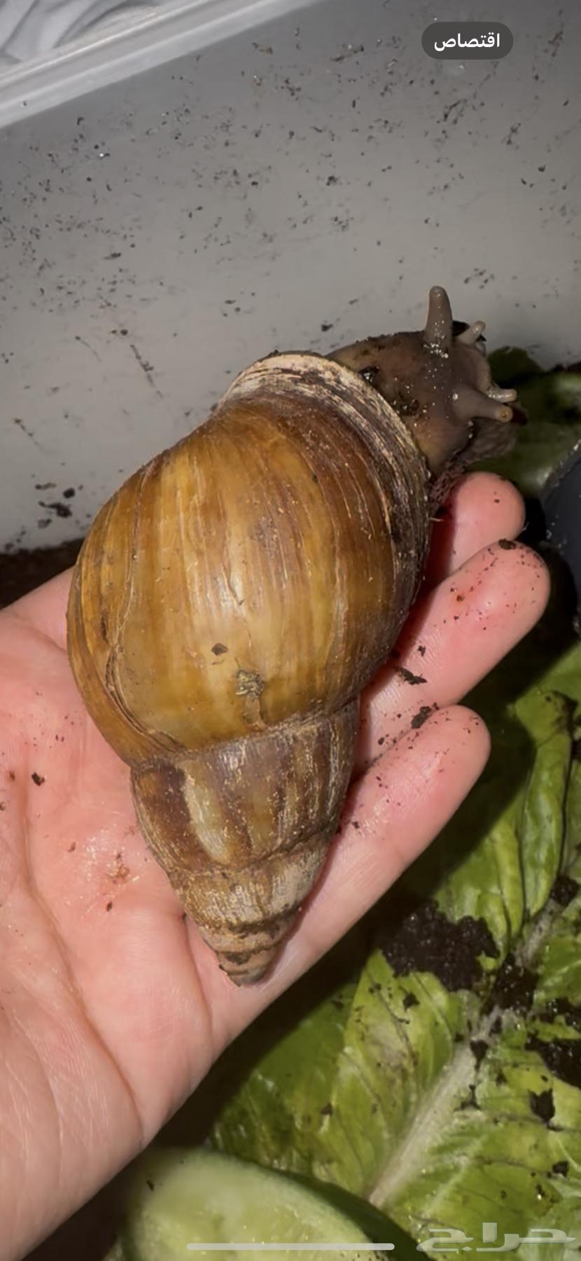 Large African Snail 263957902560386110