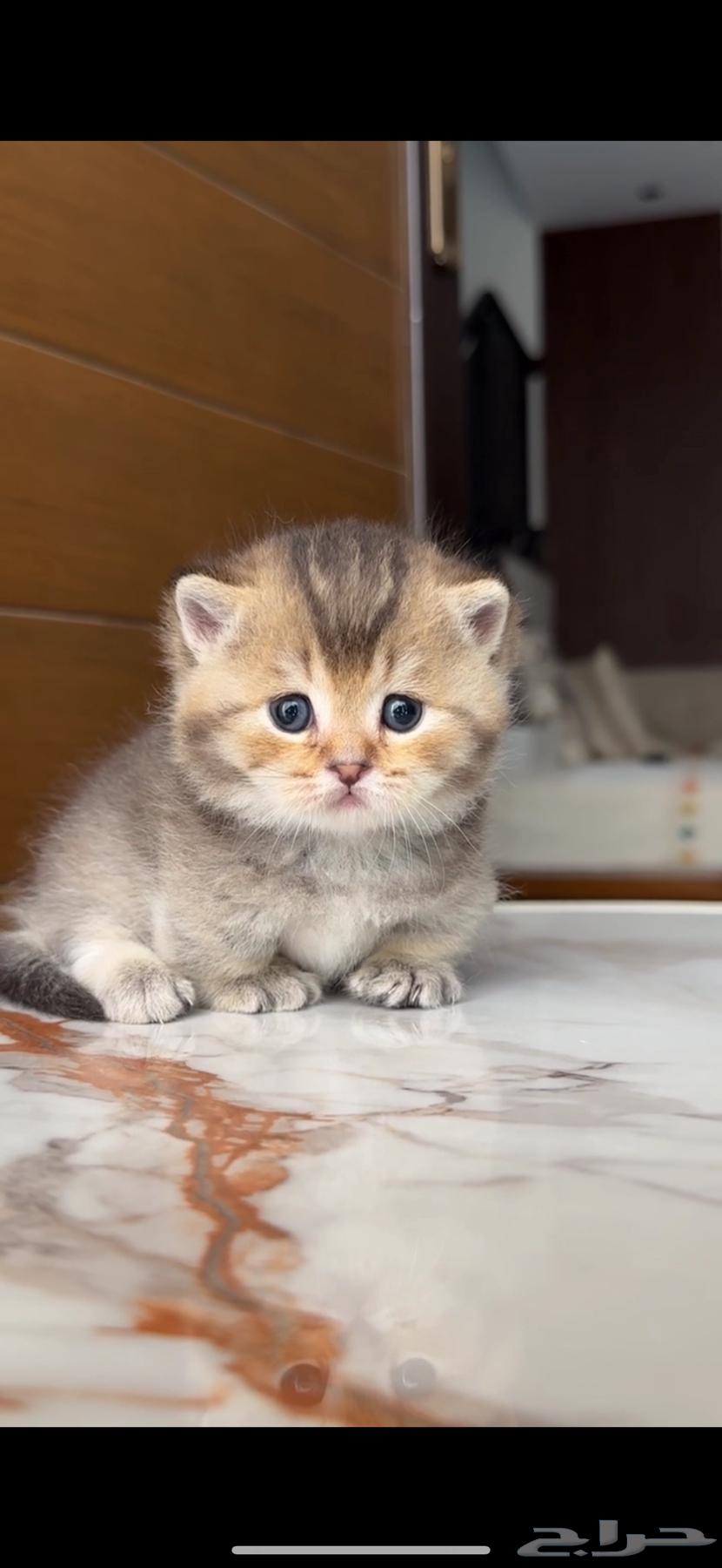 Dwarf Munchkin Male Kittens for Sale63817677794306110