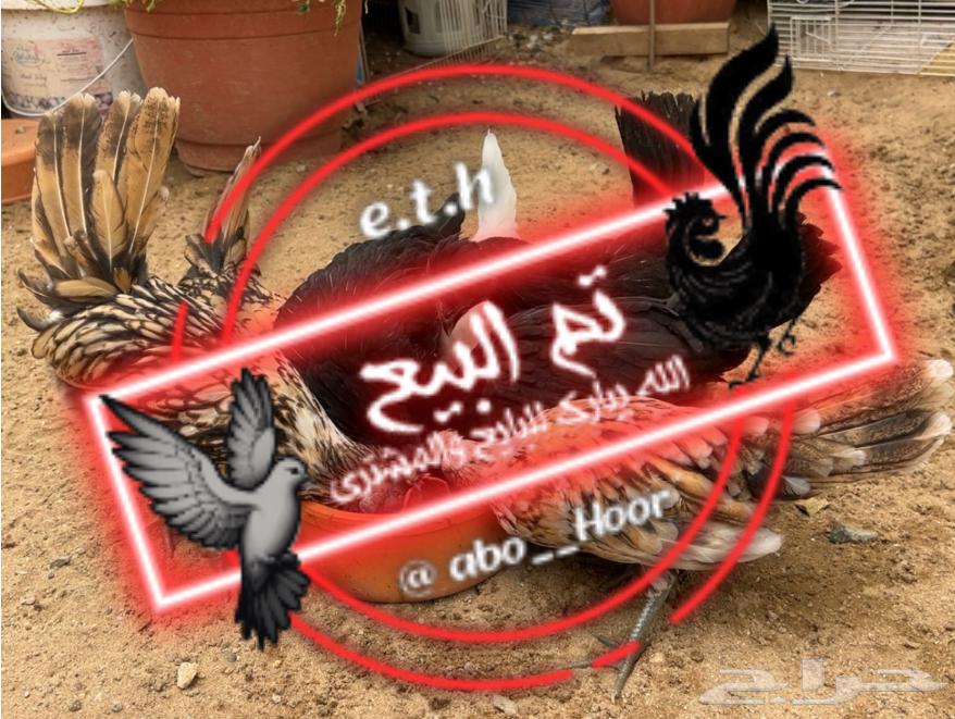 صيصان حباحب عربي كويتي63676994481409110