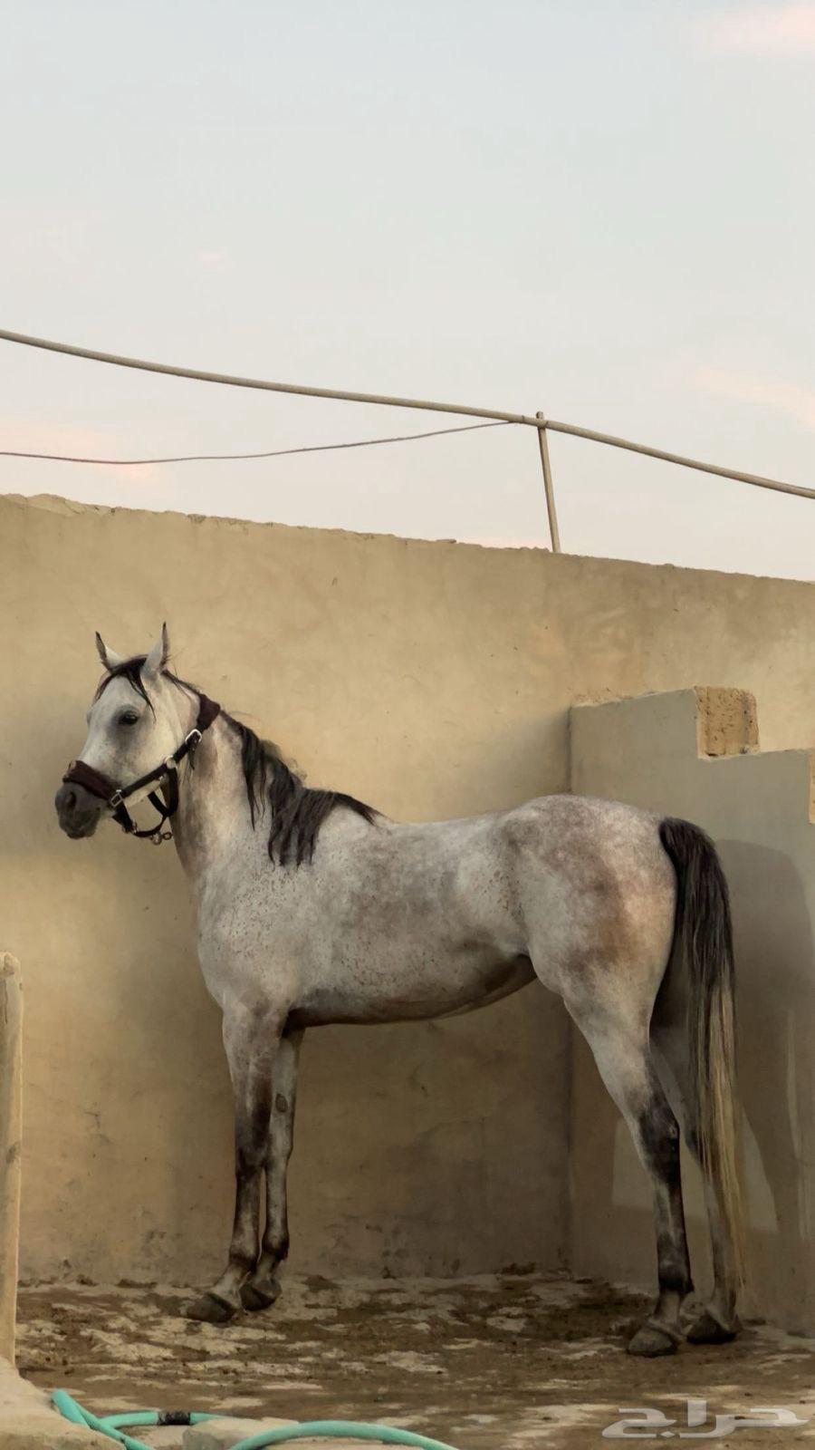 Popular mare Shaikha63951663162497113