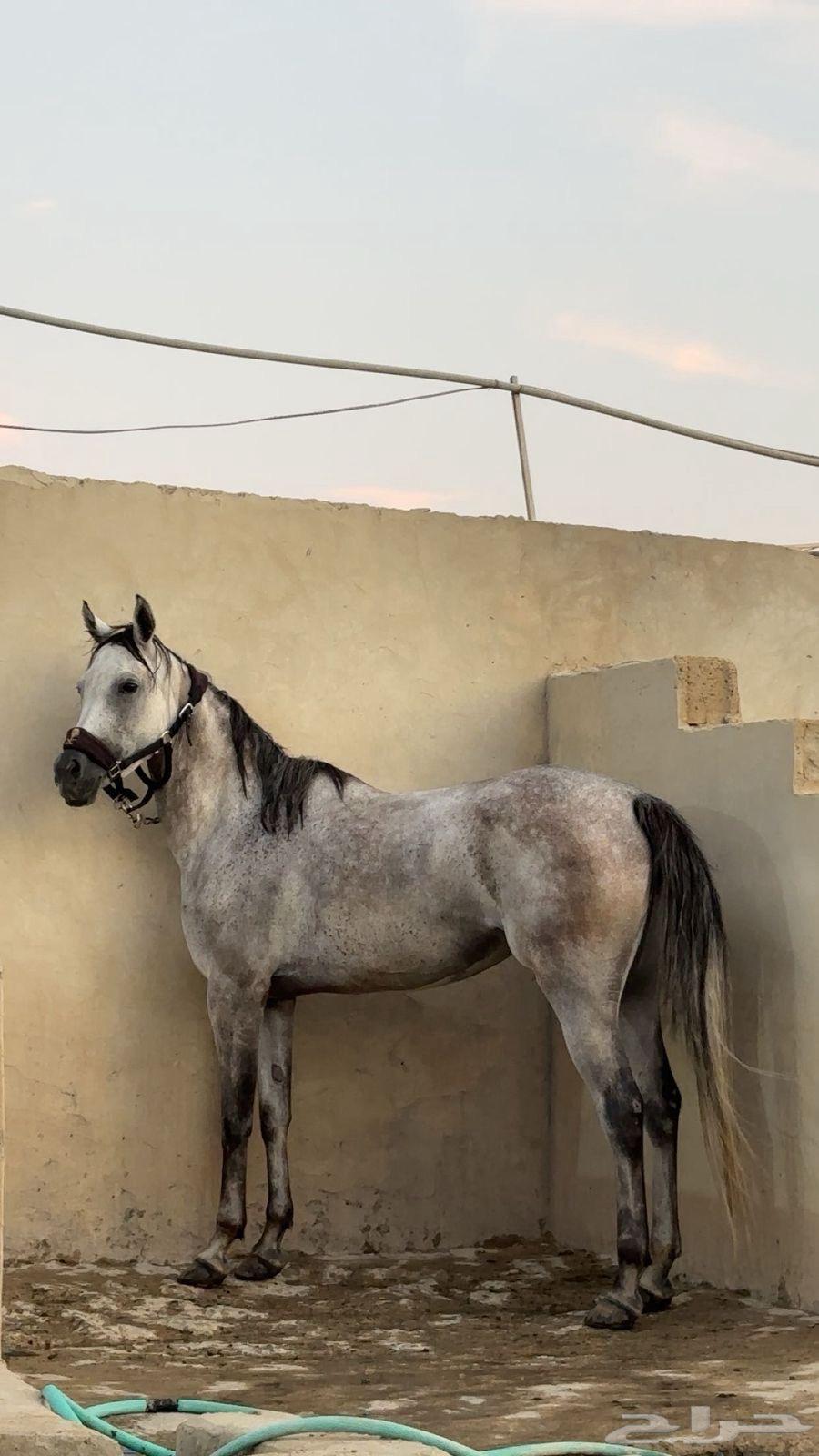 Popular mare Shaikha63951663162497111
