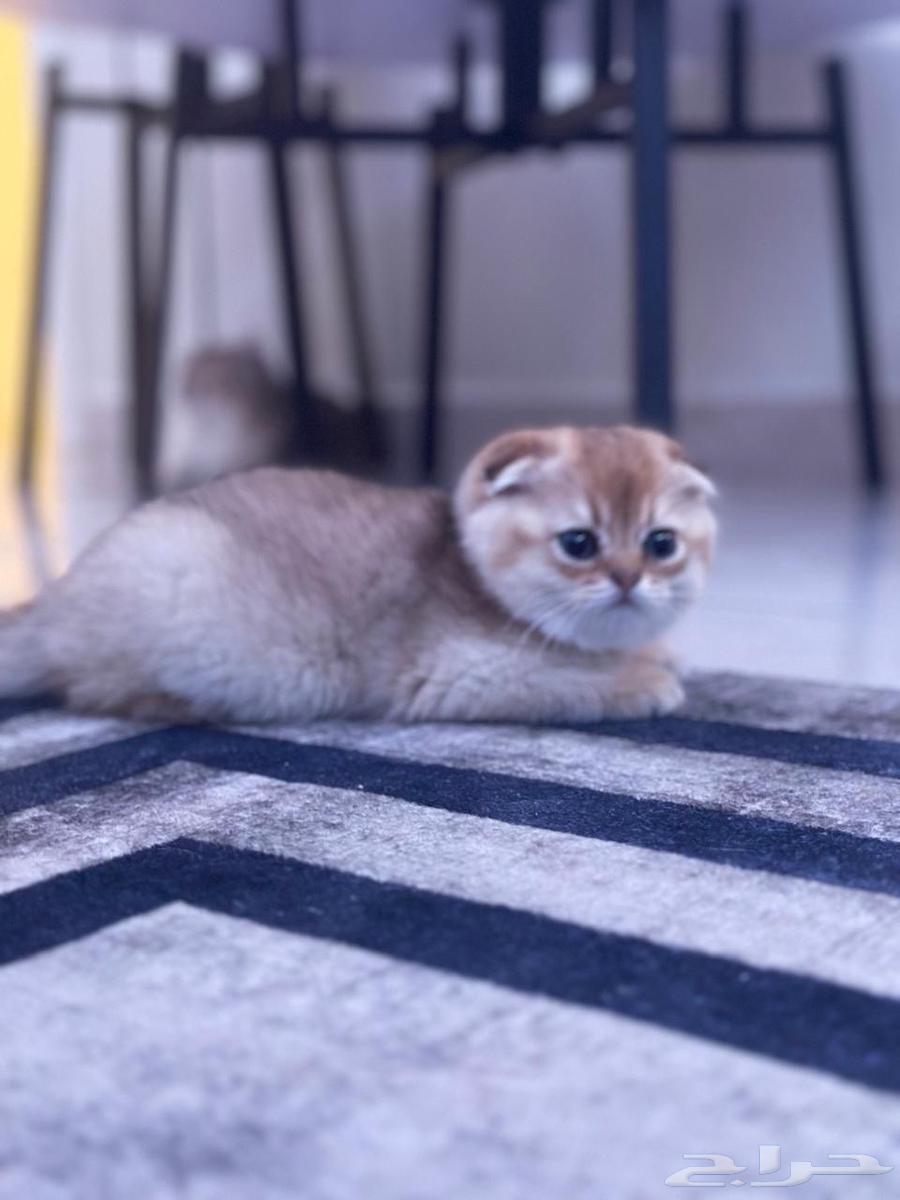 Male Scottish Fold for sale63916489636865112