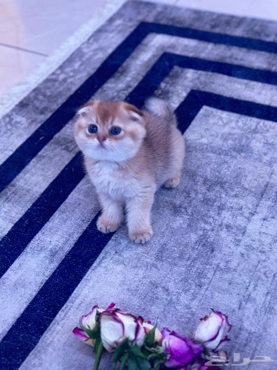 Male Scottish Fold for sale63916489636865113