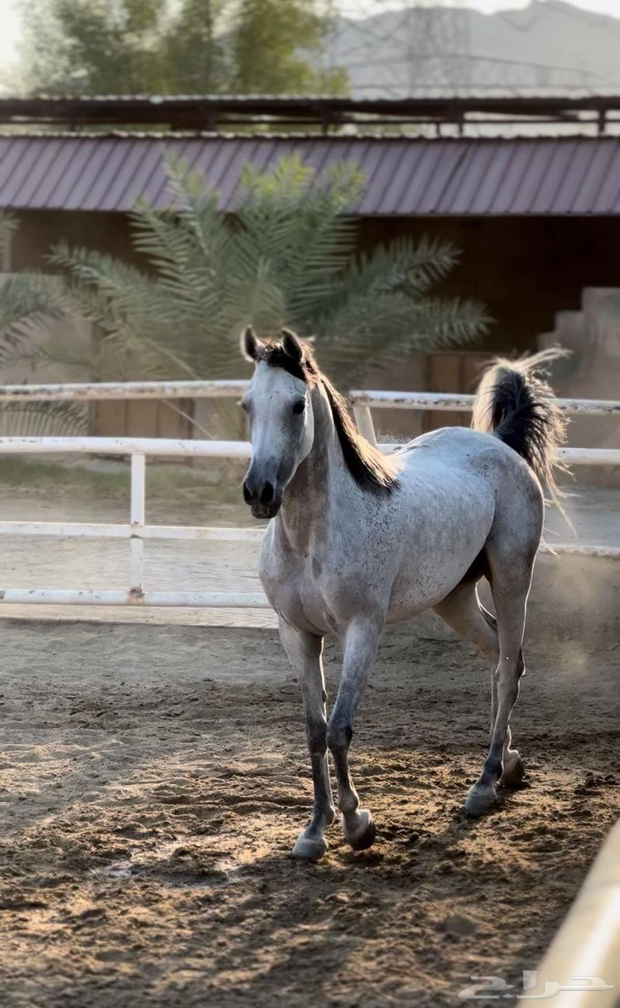 Popular mare Shaikha63951663162497114