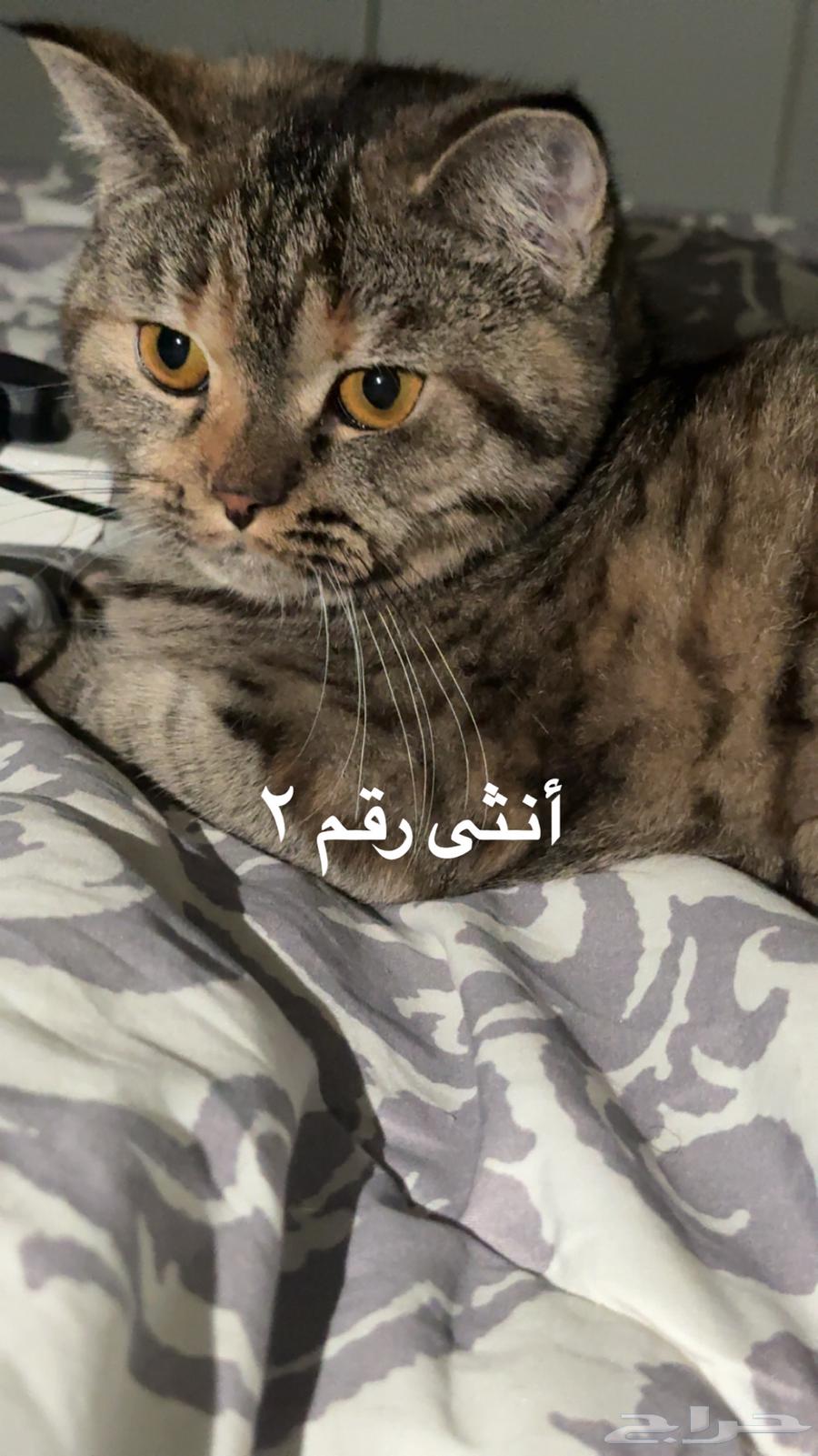قطط للبيع63969059375363111