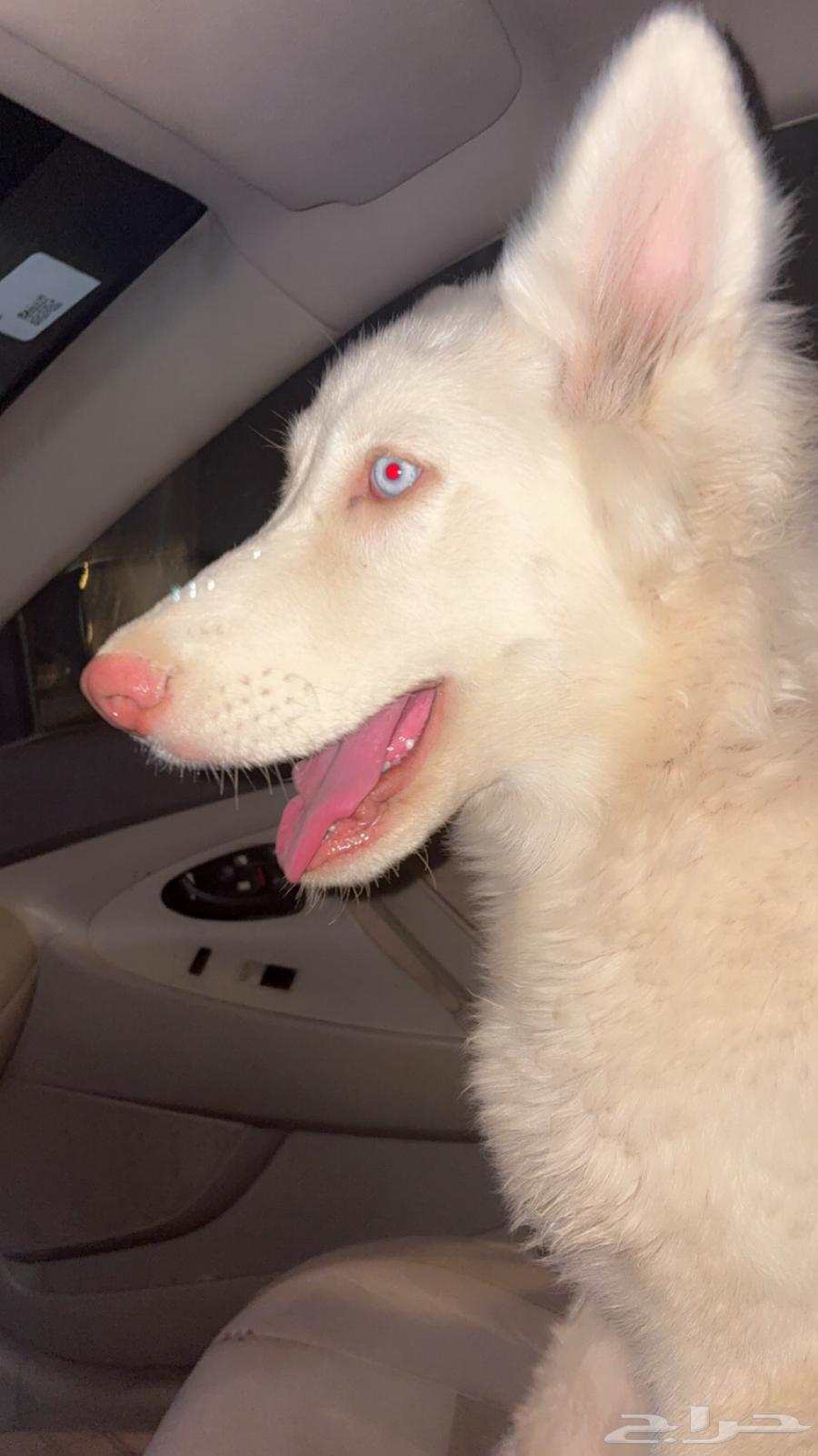 Husky63388705734659112