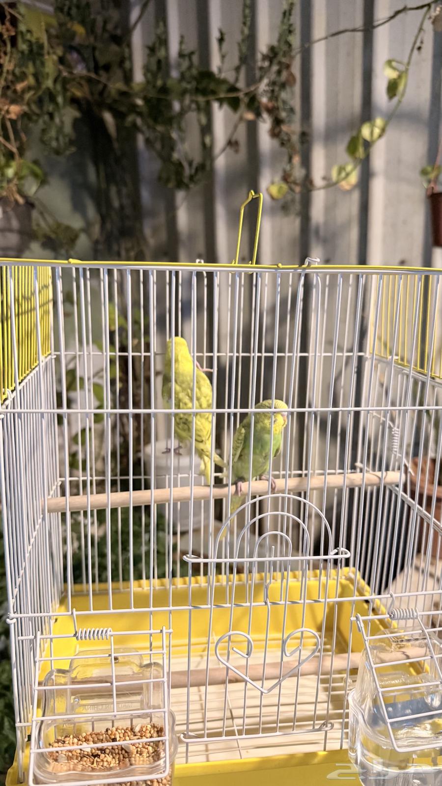 Budgie Couple63961033509507113