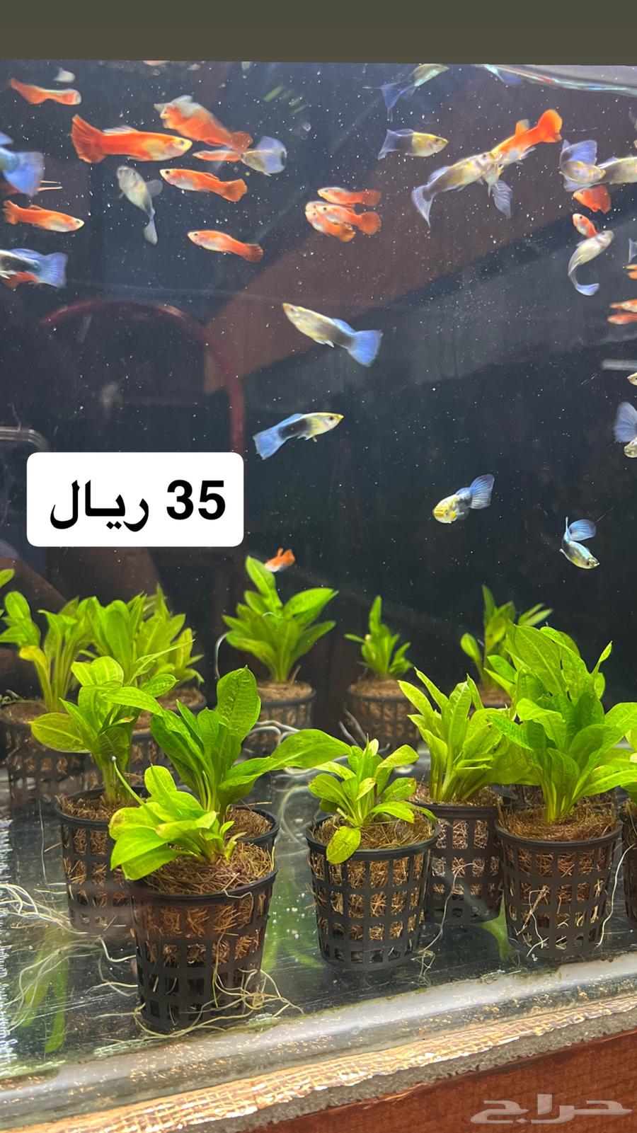 New Batch of Aquatic Plants for Fish Tanks63963461260802111