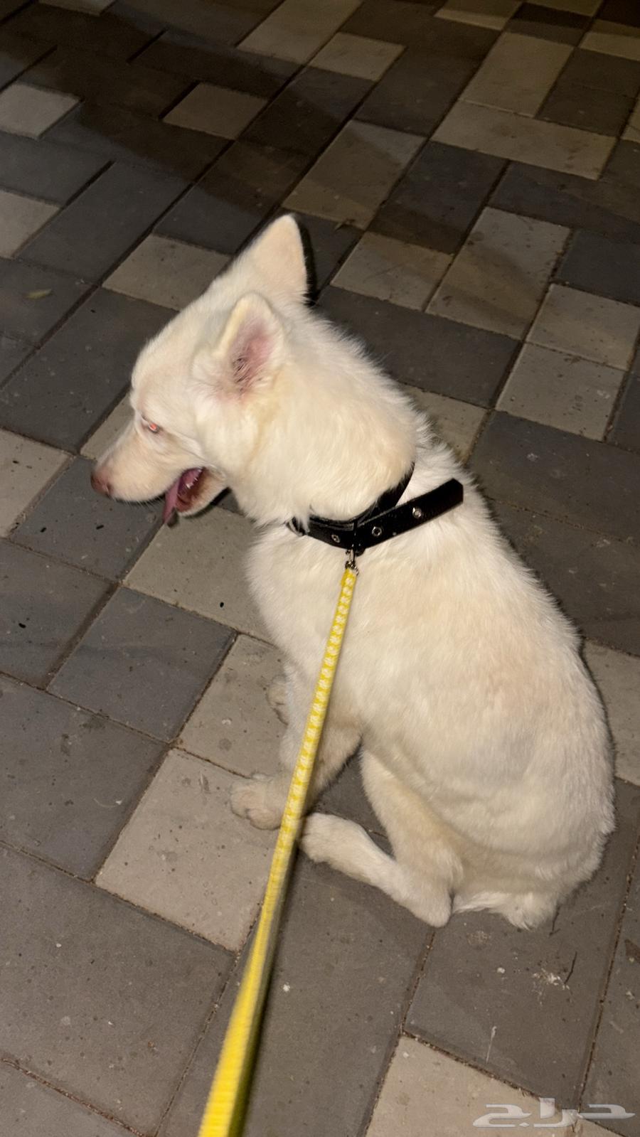 Husky63388705734659111