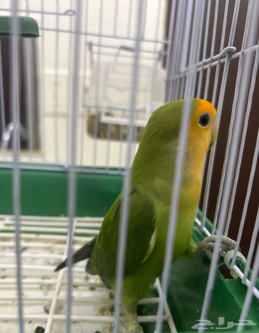 Bird of the day63962133920513111