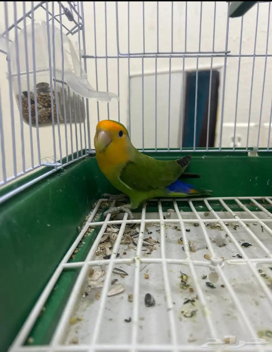 Bird of the day63962133920513110