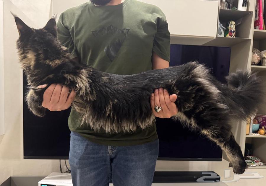 Giant Maine Coon Cats for Sale63963819505027111