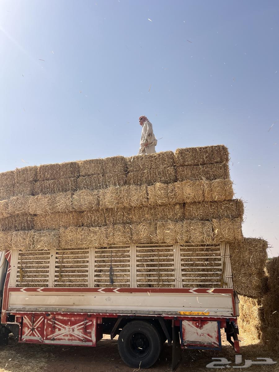 Fine smooth barley63965620275330112