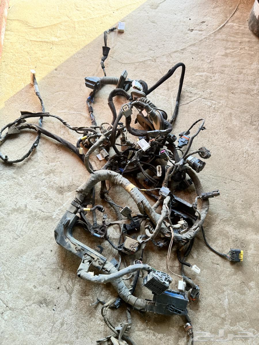 ضفيره كبوت كدنزا 201664230585192066110