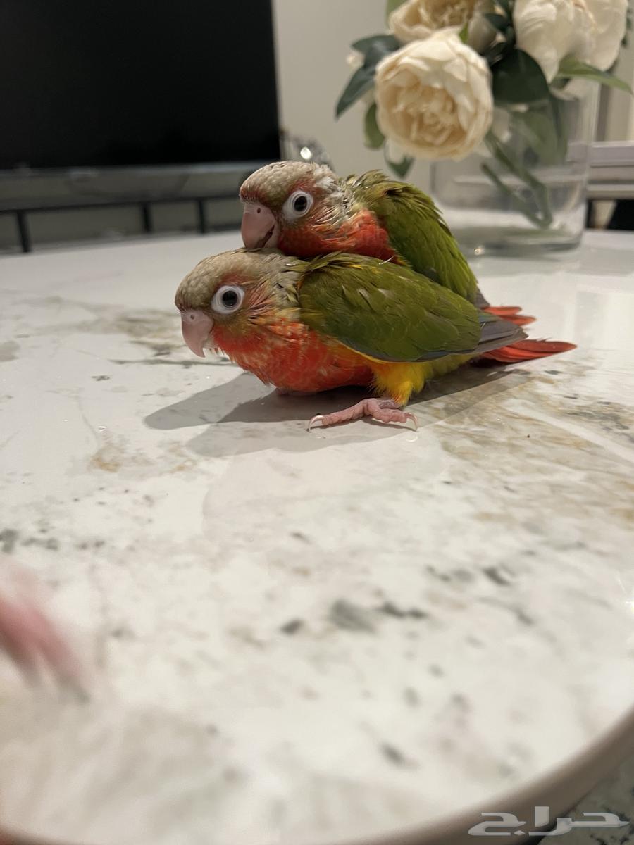 Chicken Senior Pineapple Red Factor63963700837761112