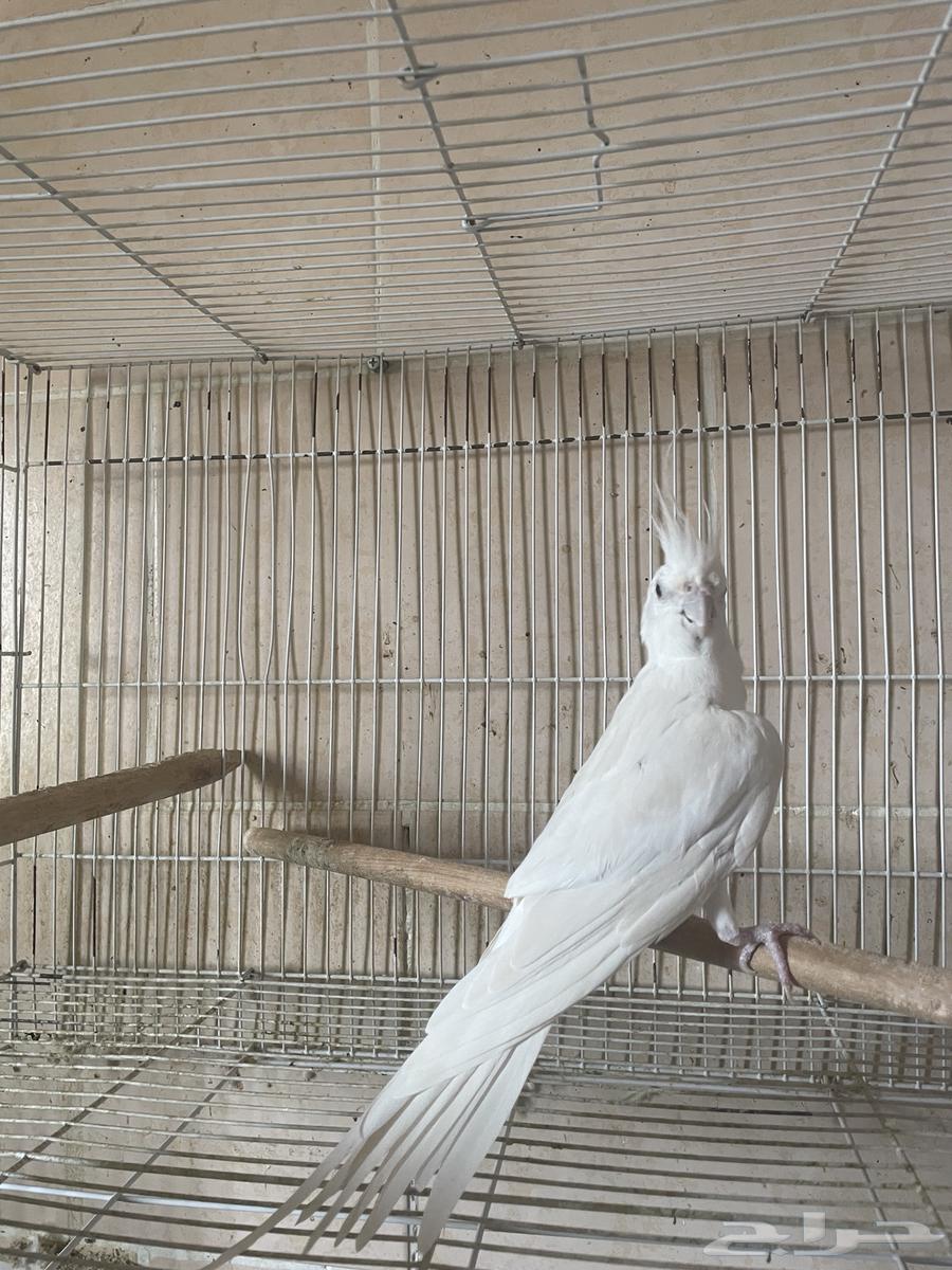 Albino female crow for sale63973283582337113