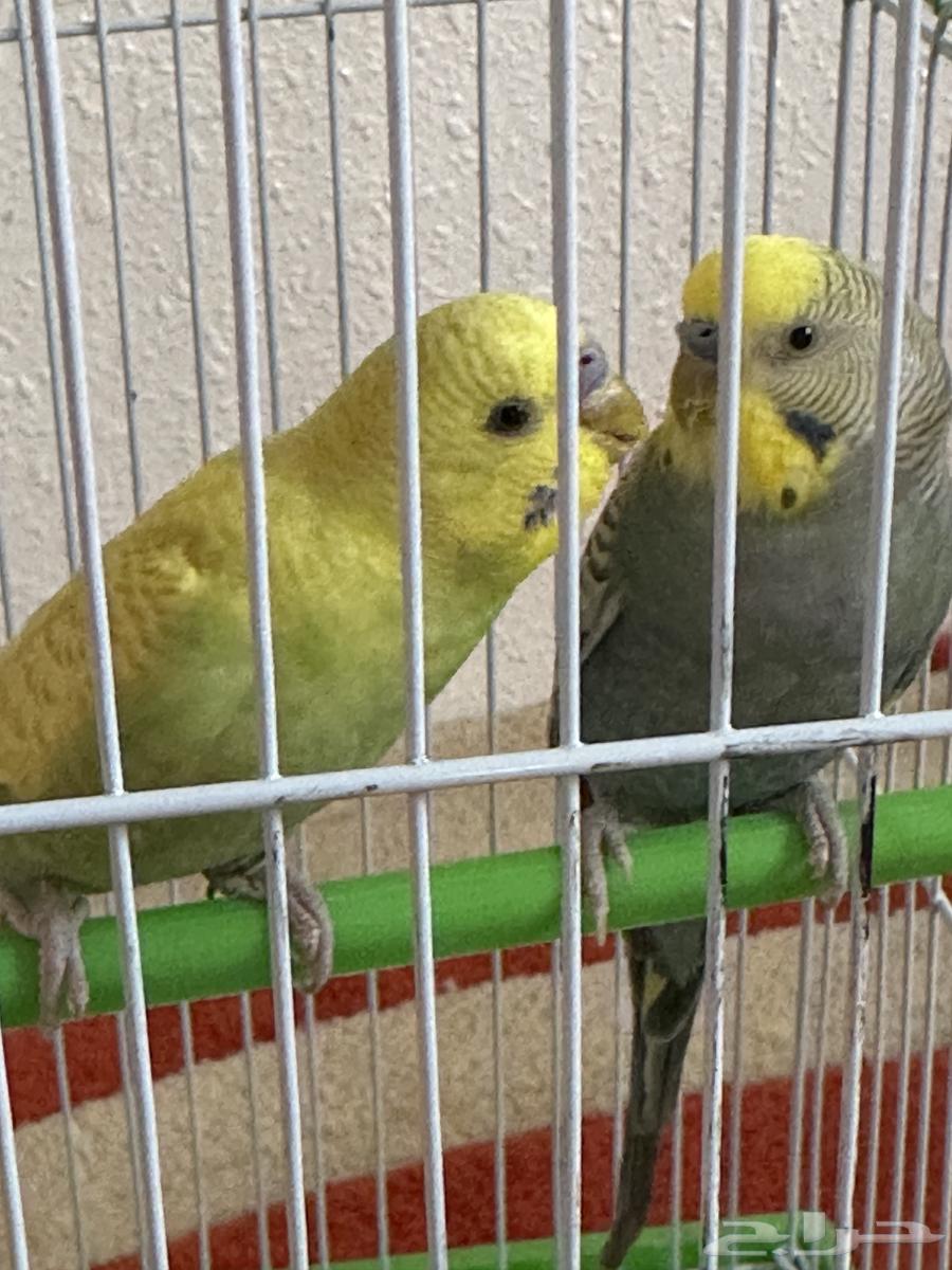 Love birds for sale63969179383939110