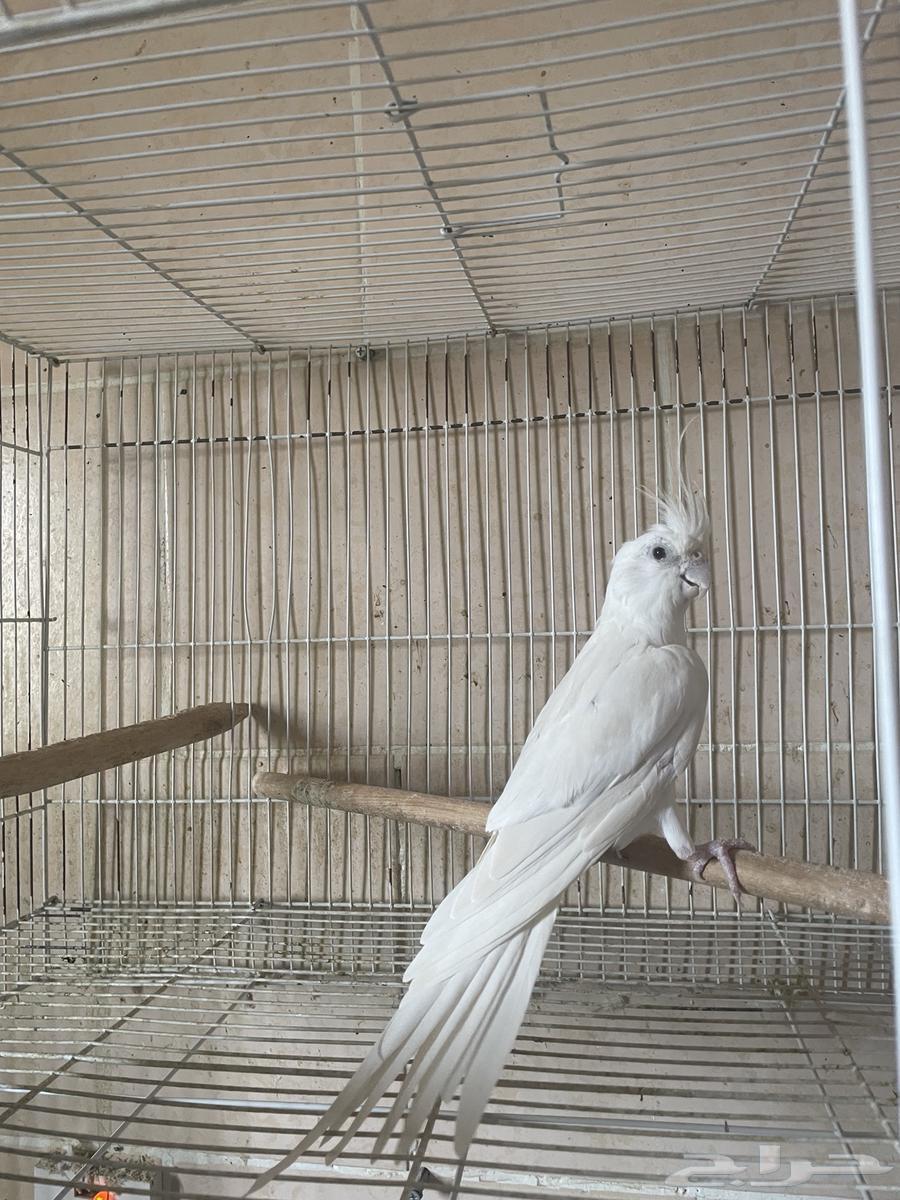 Albino female crow for sale63973283582337111