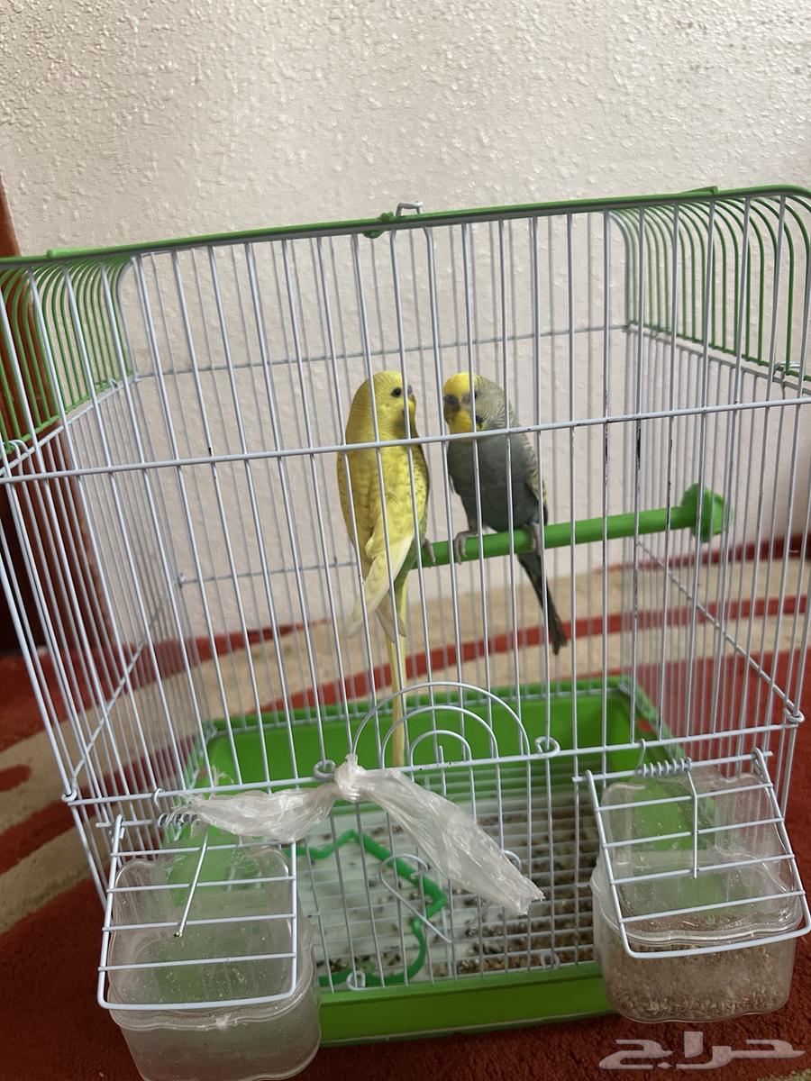 Love birds for sale63969179383939113