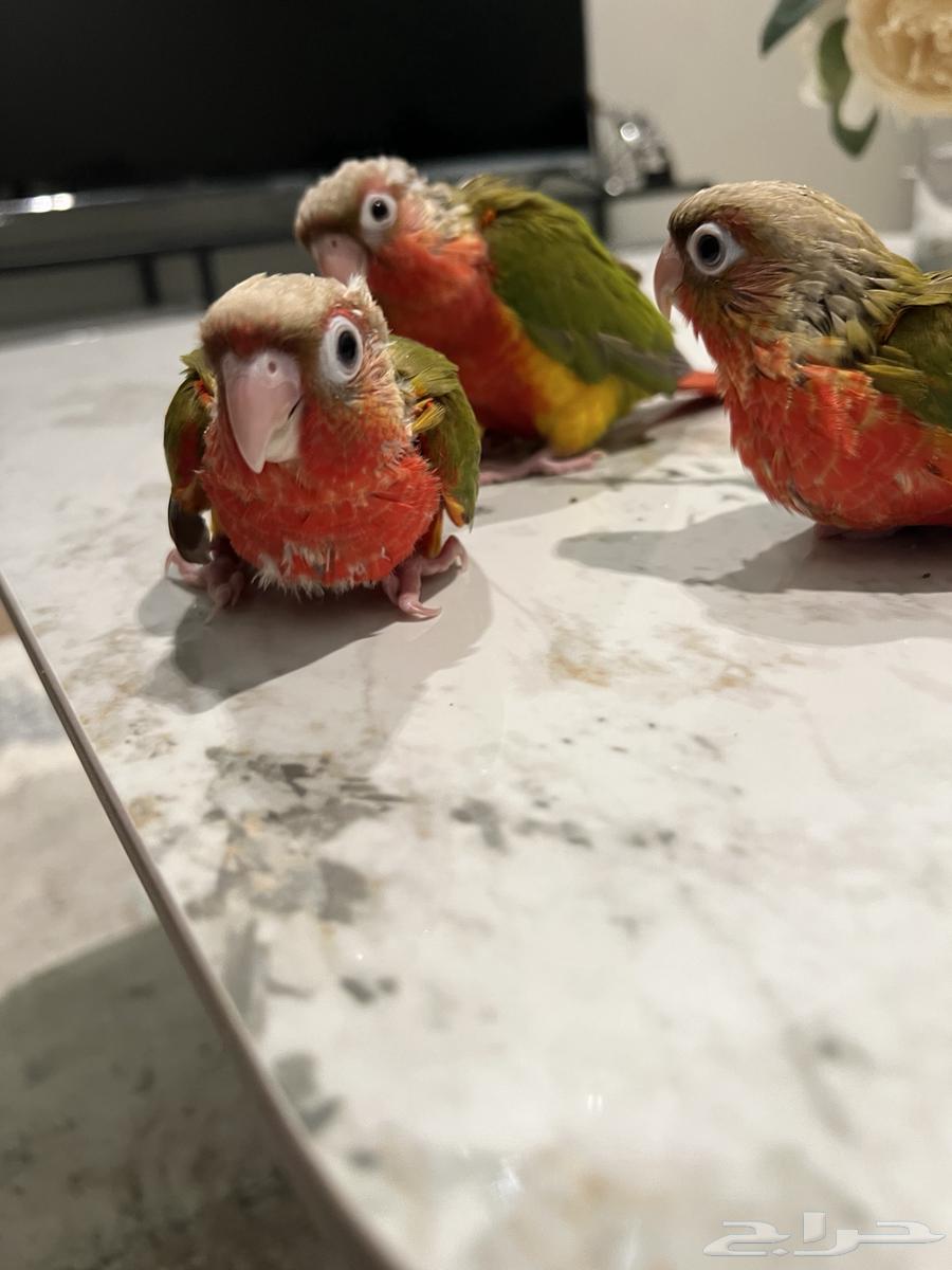 Chicken Senior Pineapple Red Factor63963700837761111