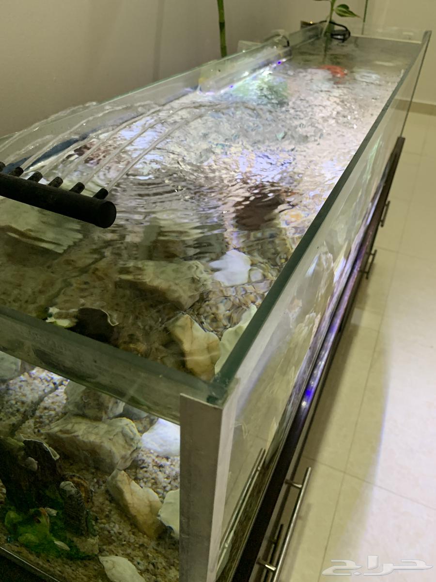 Large fish tank for sale63959317363075113