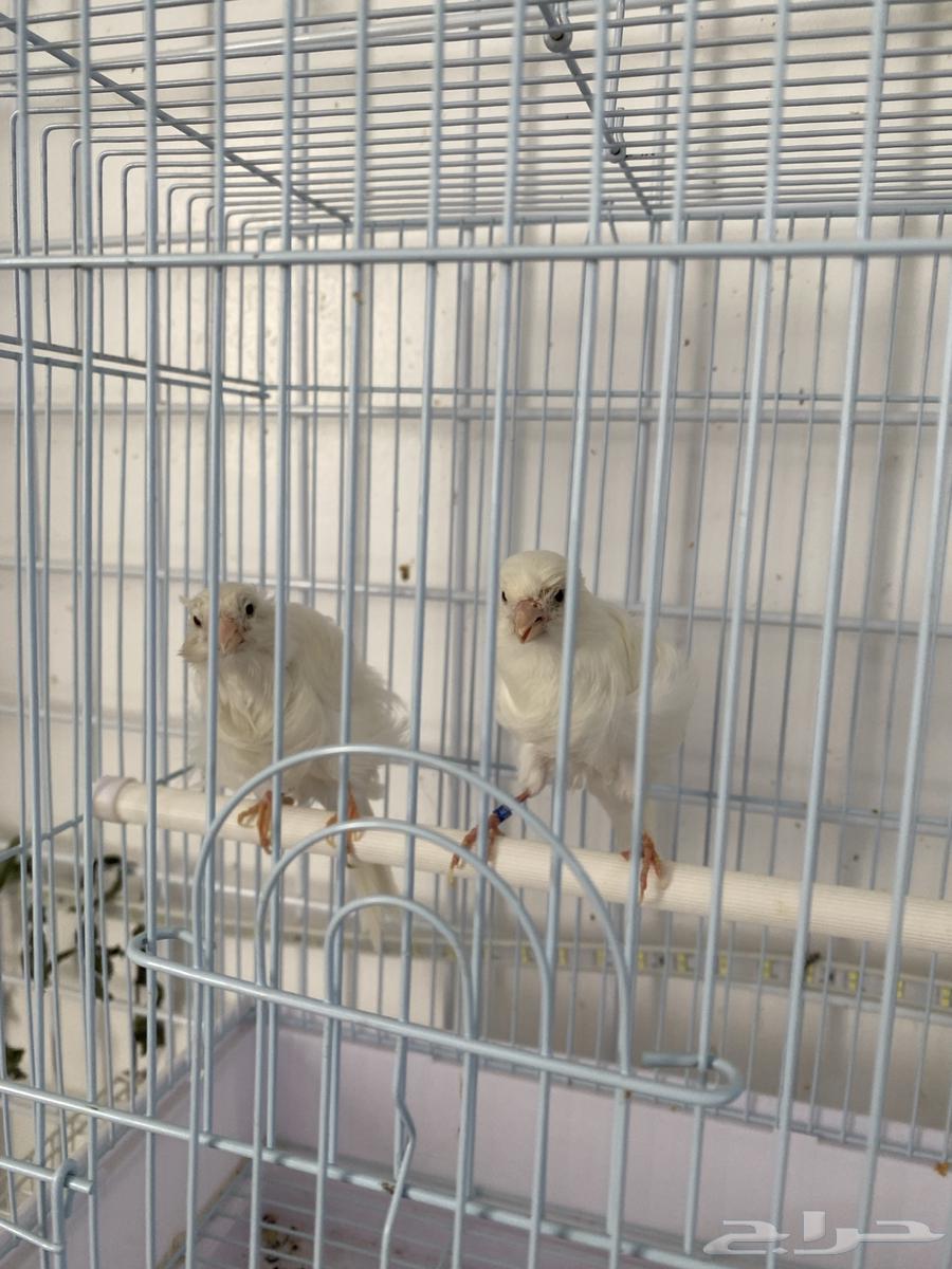 White Twisted Canary Sold63965141904898110