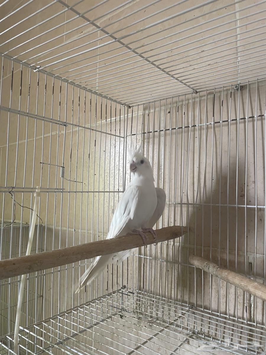 Albino female crow for sale63973283582337112