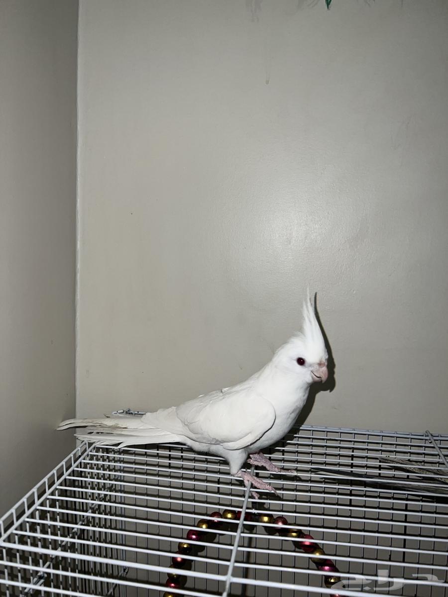Kroan Al-Bino63962824984451112