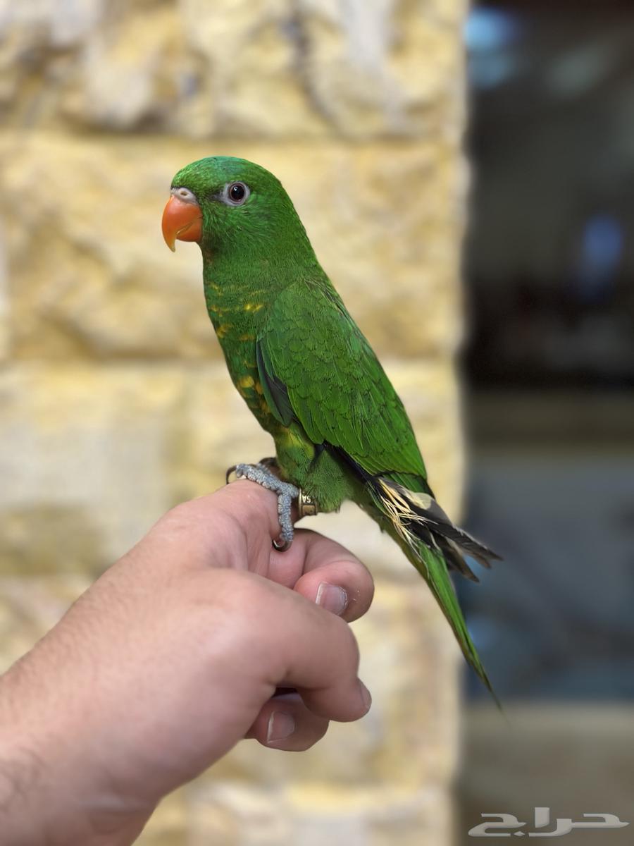 Lory Scalies Alif Has Been Sold63963822376195113