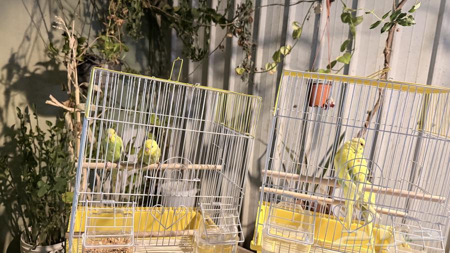 Budgie Couple63961033509507111