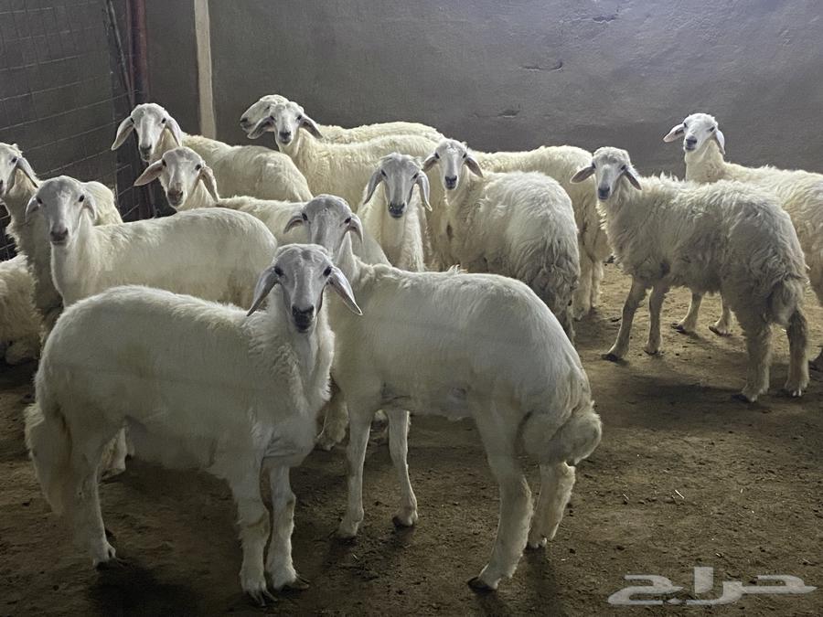 Freshly Slaughtered Goats, Rams and Sheep63970253557379110