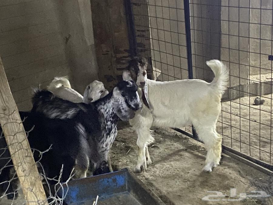 Freshly Slaughtered Goats, Rams and Sheep63970253557379113