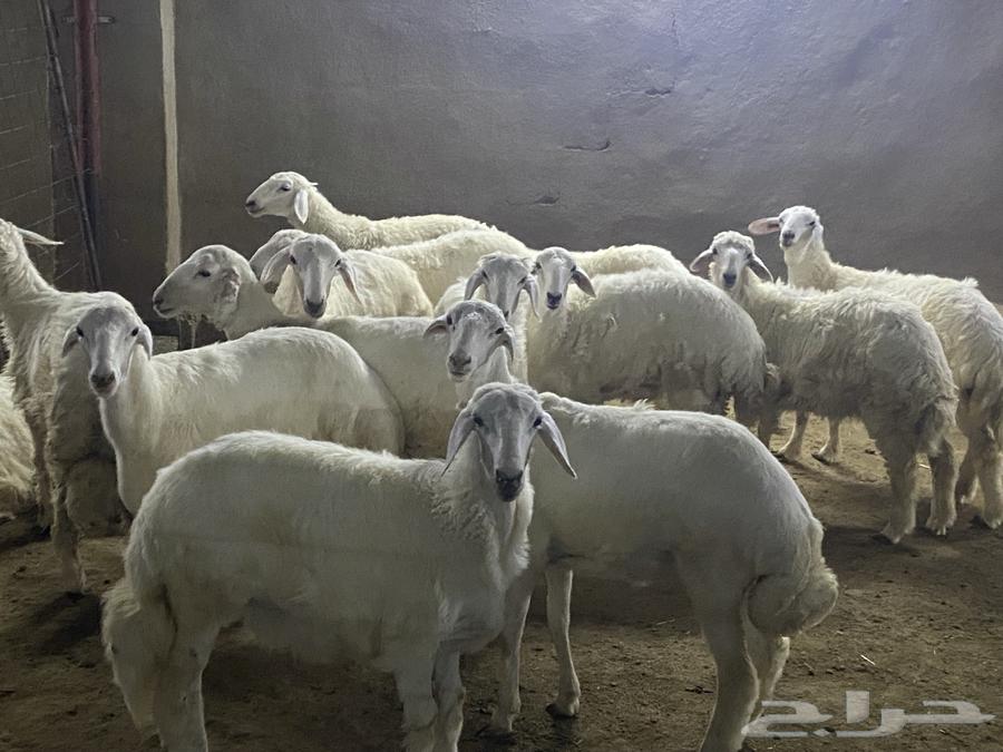 Freshly Slaughtered Goats, Rams and Sheep63970253557379112