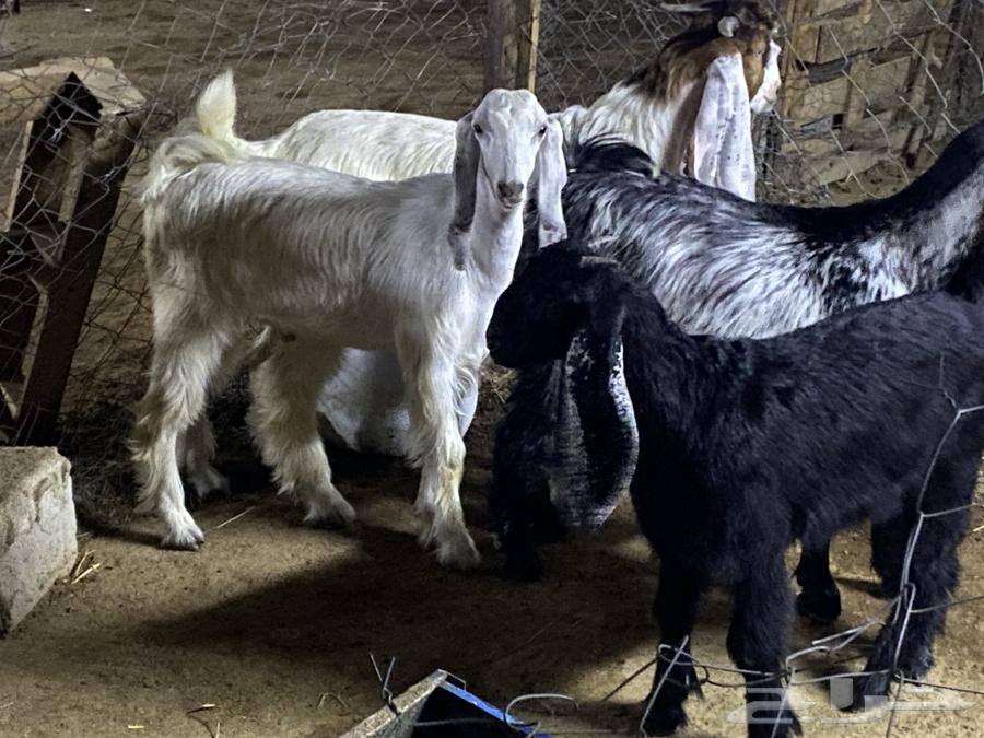 Freshly Slaughtered Goats, Rams and Sheep63970253557379114