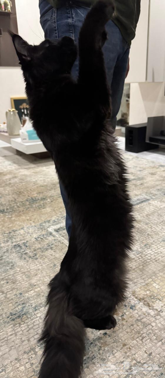 Giant Maine Coon Cats for Sale63963819505027112