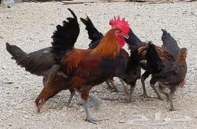 Arabic chicken with an ancient lineage63978814726275110