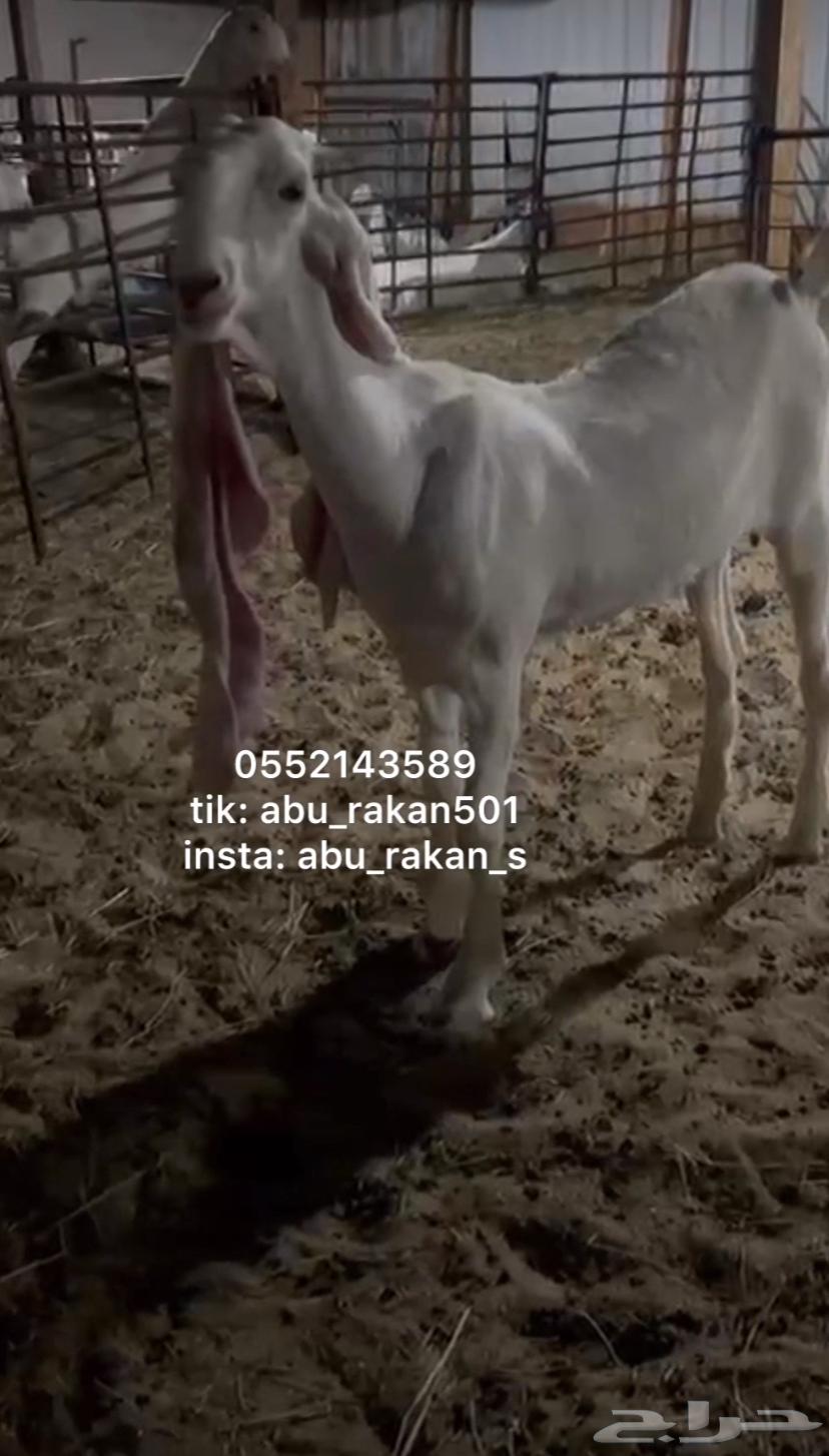 Jafrah Skilled Goat63976448148227110