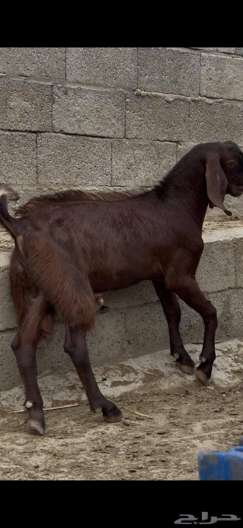 Goat63938556990466111