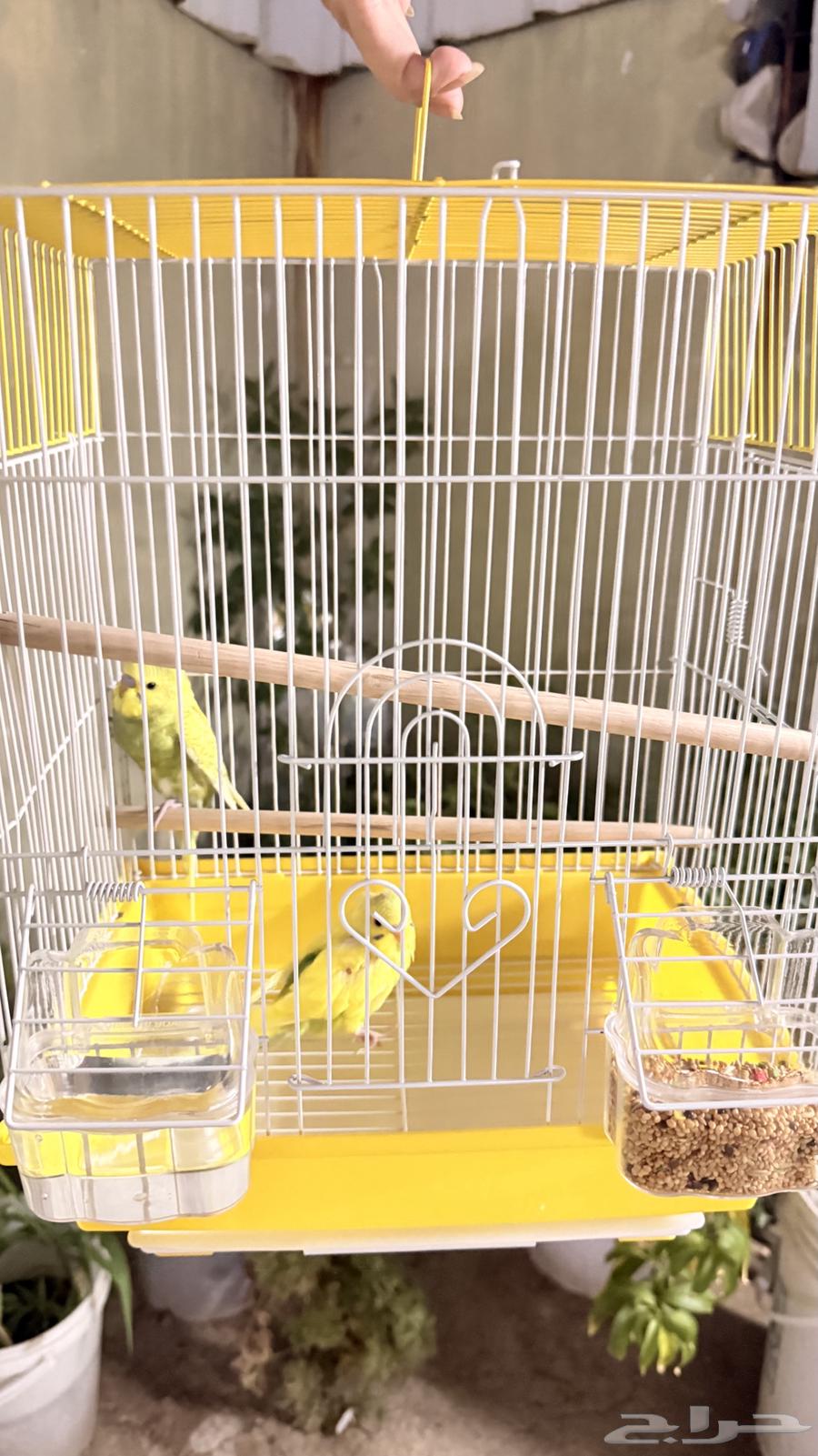 A pair of budgerigars63983615521667111