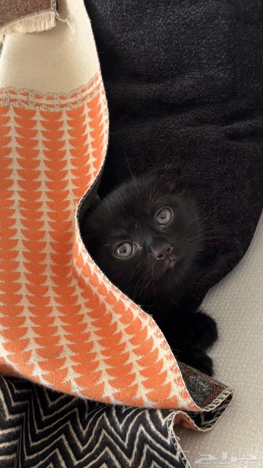 For sale British Shorthair, one of the best types, very playful63984020089090111
